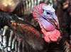 Give Thanks to the Turkey for Lasik